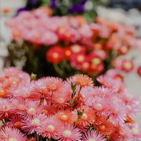 The Olive House Appartement *