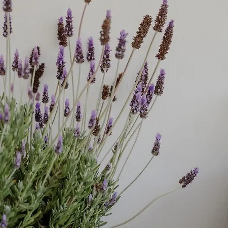 The Olive House Апартаменты Неа-Перамос