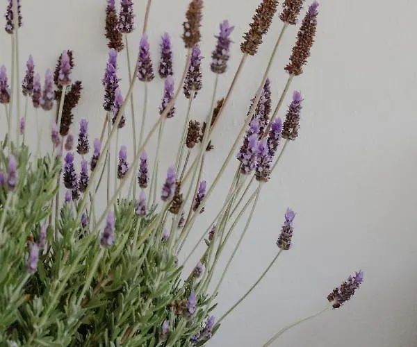 The Olive House Apartamento Néa Péramos